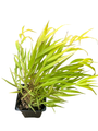 All Gold Japanese Forest Grass - Hakonechloa - Shade Lover - 4" pot