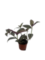 Sterling Silver Tradescantia - 2.5" Pot - Purple & Silver