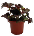 Carol Knight Begonia Plant - 3.7" Pot - Terrarium/Fairy Garden/Houseplant/Bonsai