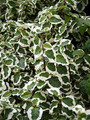 Creme & Green Creeping Fig - Ficus pumila var- 2.5" Pot - Terrarium/Fairy Garden
