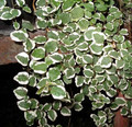 Creme & Green Creeping Fig - Ficus pumila var- 2.5" Pot - Terrarium/Fairy Garden