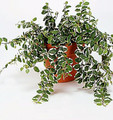 Creme & Green Creeping Fig - Ficus pumila var- 2.5" Pot - Terrarium/Fairy Garden