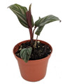 Pin Stripe Prayer Plant - Calathea ornata - Easy House Plant - 2.5" Pot