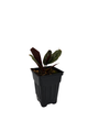 Pin Stripe Prayer Plant - Calathea ornata - Easy House Plant - 2.5" Pot