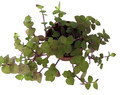 Copper Jewel Vine - Turtle Vine - Inch Plant - Callisia - House Plant - 2.5" Pot