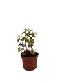 Copper Jewel Vine - Turtle Vine - Inch Plant - Callisia - House Plant - 2.5" Pot