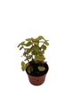 Copper Jewel Vine - Turtle Vine - Inch Plant - Callisia - House Plant - 2.5" Pot