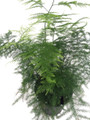Fern Leaf Plumosus Asparagus Fern - 2.5" Pot - Live Plant