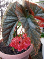 Heirloom Corallina de Lucerna Angel Wing Begonia - 2.5" Pot - Great House Plant