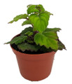 Zen Buddha Swedish Ivy - Plectranthus ernstii - 2.5" Pot - House Plant or Bonsai