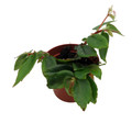 Tiny Gem Begonia Plant - 2.5" Pot - Terrarium/Fairy Garden/House Plant