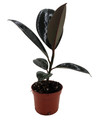 Burgundy Rubber Tree Plant - Ficus - An Old Favorite - 2.5" Pot