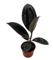 Burgundy Rubber Tree Plant - Ficus - An Old Favorite - 2.5" Pot