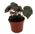 Mysterious Red Planet Begonia Plant -2.5" Pot- Terrarium/Fairy Garden/HousePlant