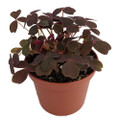 Burgundy Gold Lucky Shamrock- Oxalis vulcanicola - 2.5" Pot - Fairy Garden