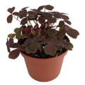Burgundy Gold Lucky Shamrock- Oxalis vulcanicola - 2.5" Pot - Fairy Garden