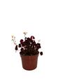 Burgundy Gold Lucky Shamrock- Oxalis vulcanicola - 2.5" Pot - Fairy Garden