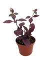 Biblical Purple Prince St. Joseph's Coat Plant - Alternanthera - 2.5" Pot