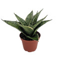 Silver Star Birdsnest Snake Plant -Sanseveria-3.7" Pot