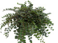 Button Fern - Pellaea rotundifolia - Unusual - 2.5" Pot