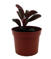 Ruby Glow Peperomia Plant - Peperomia graveolens - 2.5" Pot