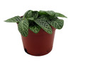 Mini Green & White Nerve Plant - Fittonia verschaffeltii - 2.5" Pot