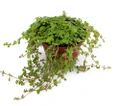 Baby Tears/Tiny Tears - Pilea depressa - 2.5" Pot