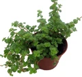 Baby Tears/Tiny Tears - Pilea depressa - 2.5" Pot