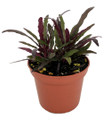 Dragon's Tongue Plant - Hemigraphis - Terrarium/FairyGarden/Houseplant- 2.5" Pot