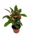 Rare Eos Biblical Crown of Thorns Plant - Euphorbia - Red/Pink - 2.5" Pot
