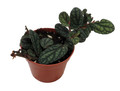 Polynesian Ivy Vine - Pellionia pulchra - 2.5" Pot - Terrarium/House Plant