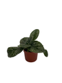 Naine Argente Asian Violet - Primulina - 2.5" Pot - Terrariums/Fairy/House Plant