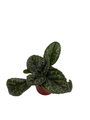 Naine Argente Asian Violet - Primulina - 2.5" Pot - Terrariums/Fairy/House Plant