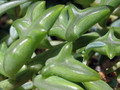 RARE - String of Dolphins Succulent - Senecio peregrinus -4" Mini Hanging Basket