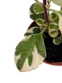 Rare Kandy Kisses Plant - Hemizygia - 2.5" Pot -