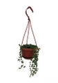 String of Pearls - Senecio - 4" Mini Hanging Pot