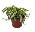 Bonnie Curly Spider Plant - Clean Air Plant - 2.5" Pot