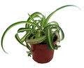 Bonnie Curly Spider Plant - Clean Air Plant - 2.5" Pot