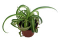 Bonnie Curly Spider Plant - Clean Air Plant - 2.5" Pot