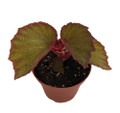 Exotic Morocco Begonia Plant - 3.75" Pot - Large Leaves - Collector's Series