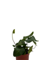 Rare Floating Heart Fern - Hemionitis arifolia - 2.5" Pot