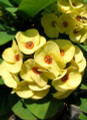 Yellow Biblical Crown of Thorns Plant - Euphorbia - RARE! - 2.5" Pot