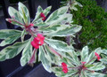 Rare White Lightening Crown of Thorns Plant - Euphorbia - 4" Pot - Trending