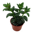 Goldfish Plant - Nematanthus gregarius - 2.5" Pot - Blooms Frequently!