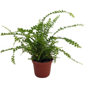 Lemon Button Fern - 2.5" Pot - Nephrolepis cordifolia Duffii