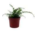 Lemon Button Fern - 2.5" Pot - Nephrolepis cordifolia Duffii