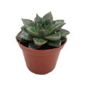 Purple Desert Rose - Echeveria purpureum - Succulent - 2.5" Pot
