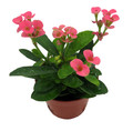 Rare Rhea Biblical Crown of Thorns Plant - Euphorbia - Pink - 2.5" Pot