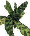 Rattlesnake Plant - Calathea lancifolia - Easy House Plant - 2.5" Pot