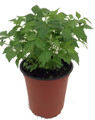China Doll Plant - Radermachera sinica - Easy House Plant - 3.5" Pot